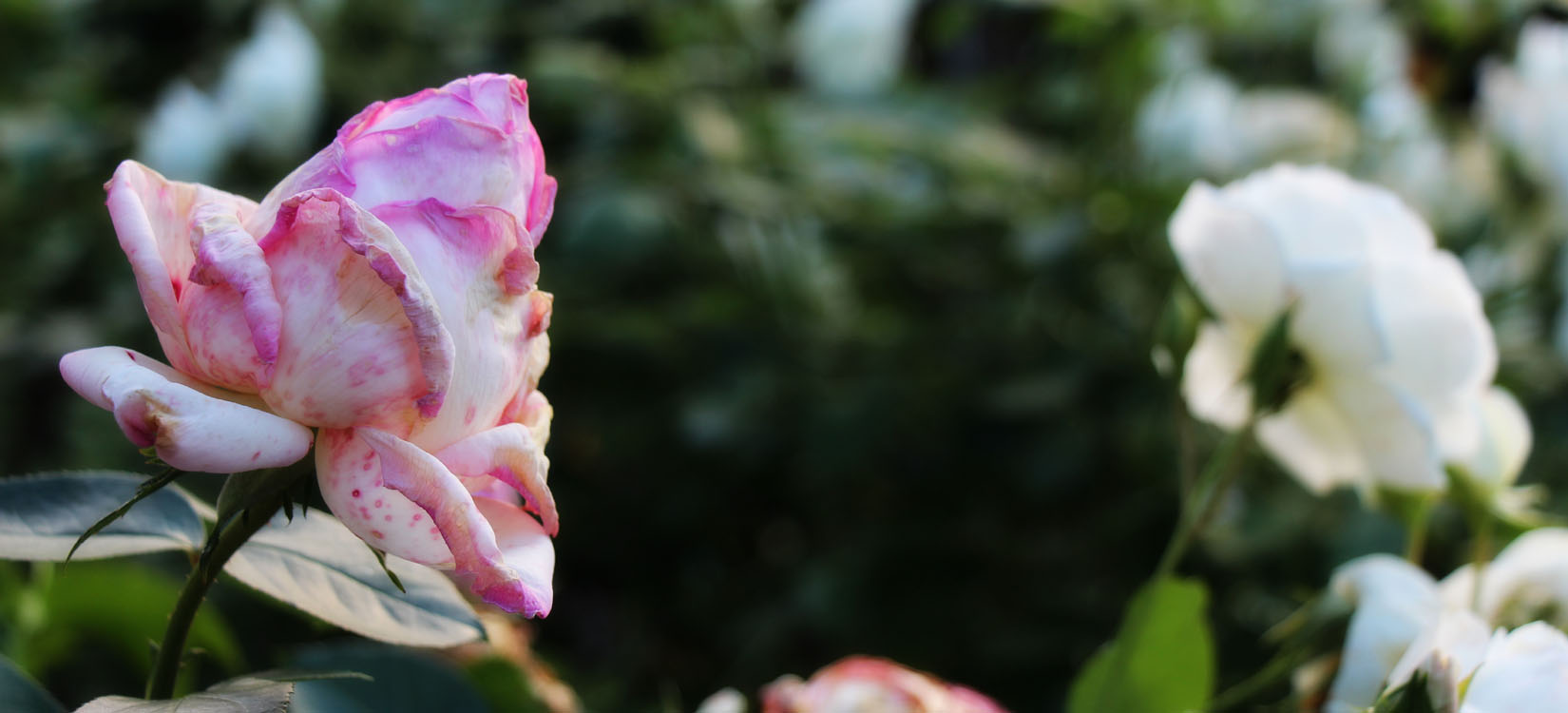 Image gallery 3